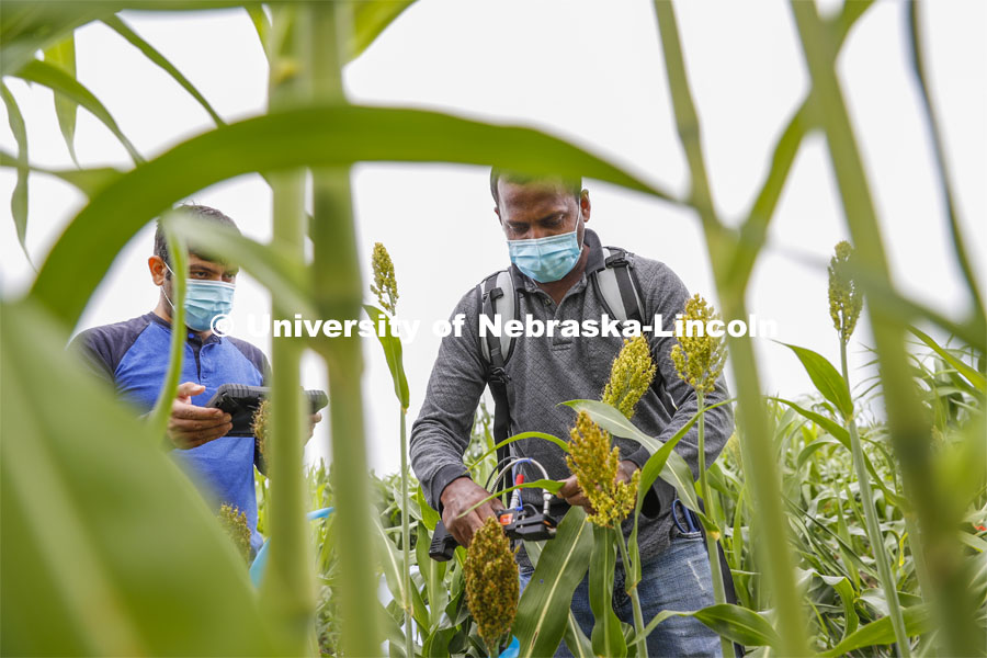 Nuwan Wijewardane, right, and Abbas Atefi measure photosynthesis in the leaves of a sorghum plant. Sorghum fields northeast of 84th and Havelock in Lincoln. August 7, 2020. Photo by Craig Chandler / University Communication.