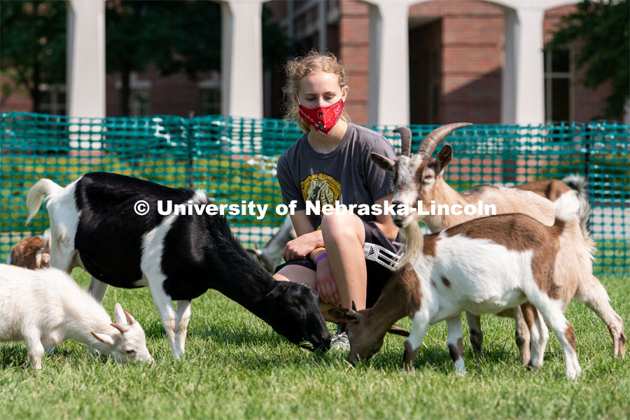 Freshman Morgan Rawlins gets surrounded by goats during Wellness Fest at Meier Commons. August 22, 2020. Photo by Jordan Opp for University Communication.