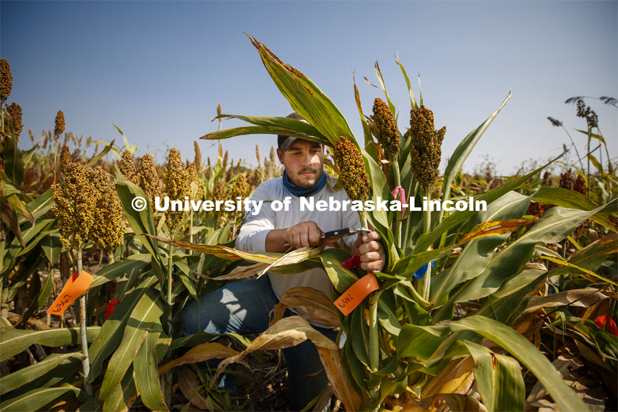Kyle Linders measures stem diameters in the sorghum test plots at 84th and Havelock. September 21, 2020. Photo by Craig Chandler / University Communication.