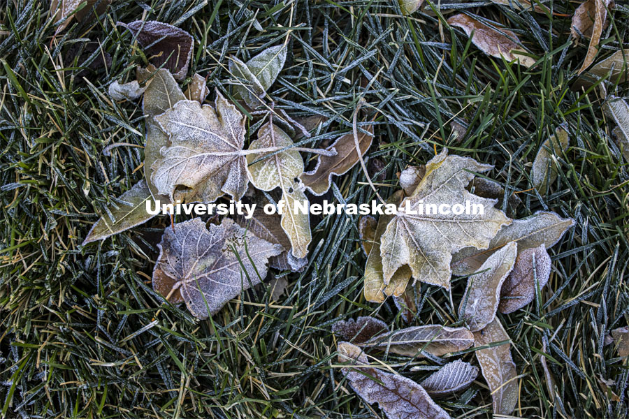 Fall leaves lay covered in frost on the ground. November 13, 2020. Photo by Craig Chandler / University Communication.