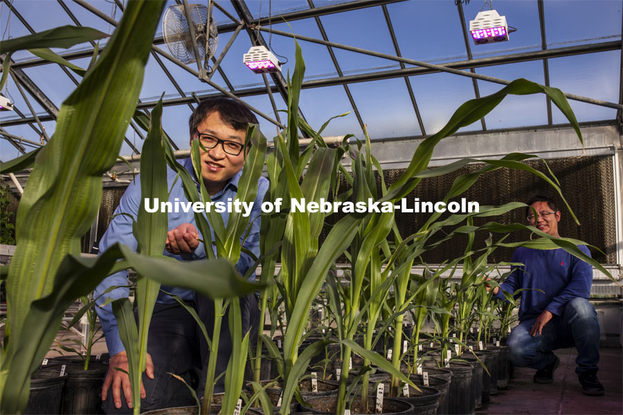 Nebraska’s Jinliang Yang (left), assistant professor of agronomy and horticulture, and Gen Xu, post doc and first author of the study and their colleagues, have shown that differences in how genes are turned on and off, rather than actual changes in DNA, may explain some important physiological differences between modern-day maize and a 10,000-year-old ancestral species. November 18, 2020. Photo by Craig Chandler / University Communication.