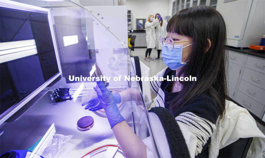 Jing Shao, graduate student in food science and technology, cultures gut bacteria in an oxygen-free chamber in the Nebraska Food for Health Center lab. November 19, 2020. Photo by Craig Chandler / University Communication.