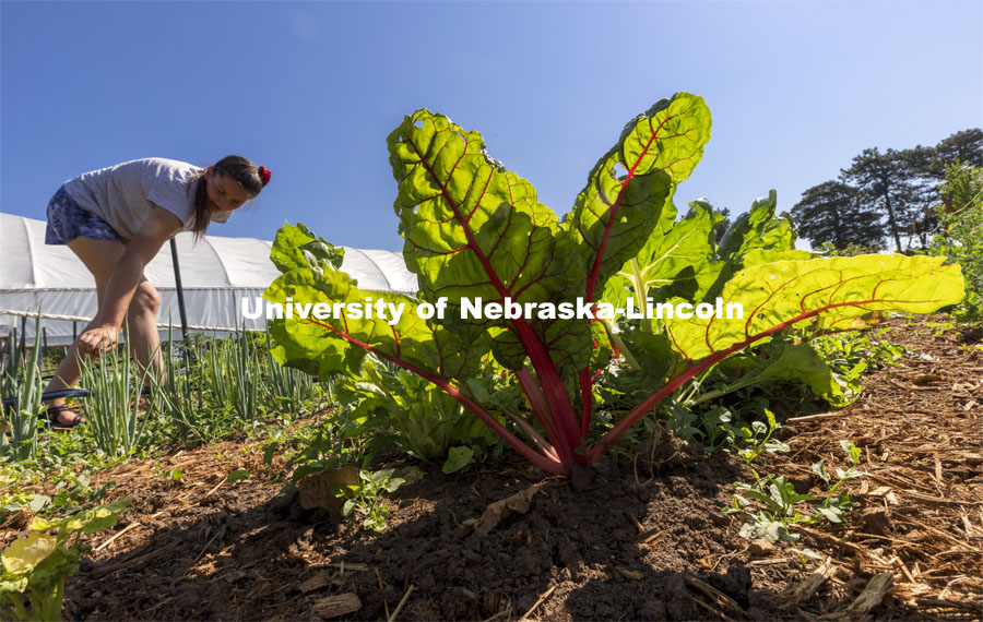 Swiss chard is highlighted by the morning sun. Student Organic Farm on East Campus. June 10, 2021. Photo by Craig Chandler / University Communication.