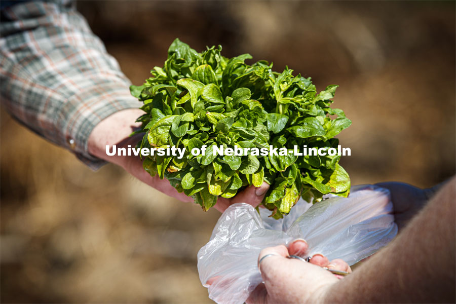 Mache Lettuce, also known as Corn Salad, is one of the varieties the CSA patrons received Saturday. Students work in the Student Organic Garden on East Campus while CSA (Community Supported Agriculture) members pick up their produce. June 12, 2021. Photo by Craig Chandler / University Communication.