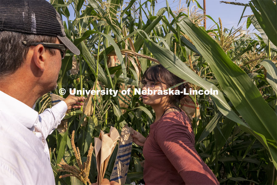 Professor David Holding and Cleopatra Babor discuss which plants have been pollinated in his research corn fields on East Campus. July 27, 2021. Photo by Craig Chandler / University Communication.