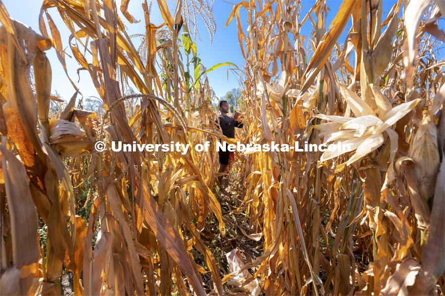 Grad student Jonathan Niyorukundo harvests an ear of corn in David Holding’s research field on East Campus. October 4, 2021. Photo by Craig Chandler / University Communication.