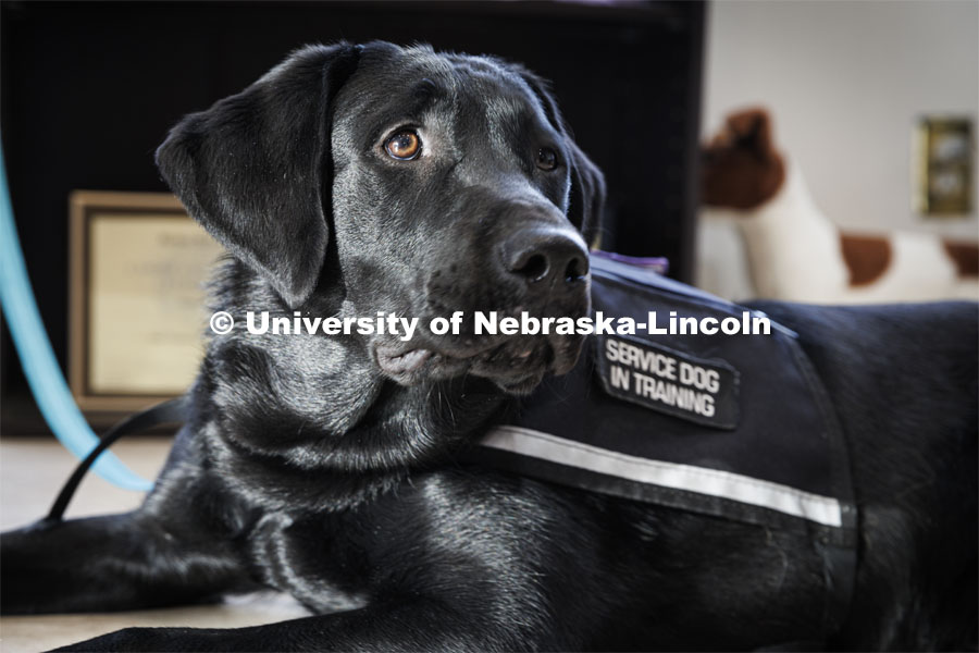 Freddie is a service dog that is being trained by Liz Higley, a 2019 Animal Science grad and owner of Uplifting Paws. February 2, 2022. Photo by Craig Chandler / University Communication.