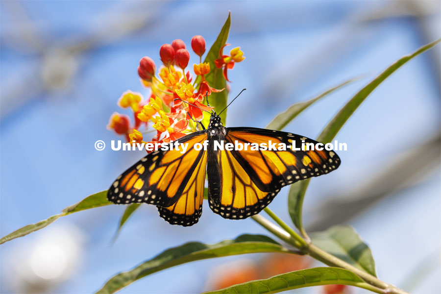 A Monarch butterfly rests on the flower of a tropical milkweed in an East Campus greenhouse. Miyauna Incarnato is a graduate student in Entomology studying Monarch butterflies. March 8, 2022. Photo by Craig Chandler / University Communication.