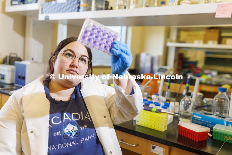 Sarah Altman checks a virus culture as she works in Shi-Hua Xiang’s lab in Morrison Hall. Altman, a junior majoring in biological systems engineering, has been awarded a Goldwater Scholarship. April 12, 2022. Photo by Craig Chandler / University Communication.