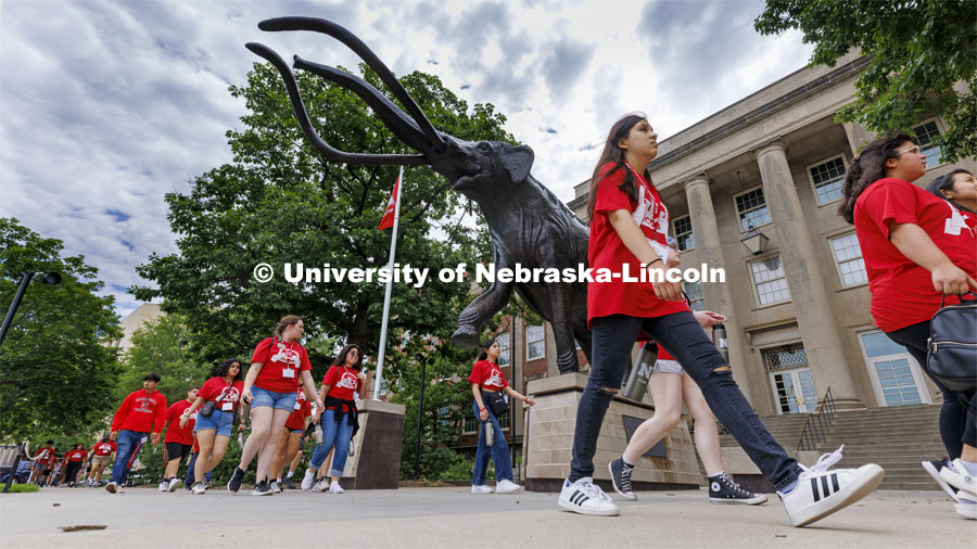 Students in the junior camp walk past Archie the mammoth on their way to a session for the College of Engineering. NCPA, a program for academically talented, first-generation, income eligible students to help prepare them for college and their future careers. June 9, 2022. Photo by Craig Chandler / University Communication.
