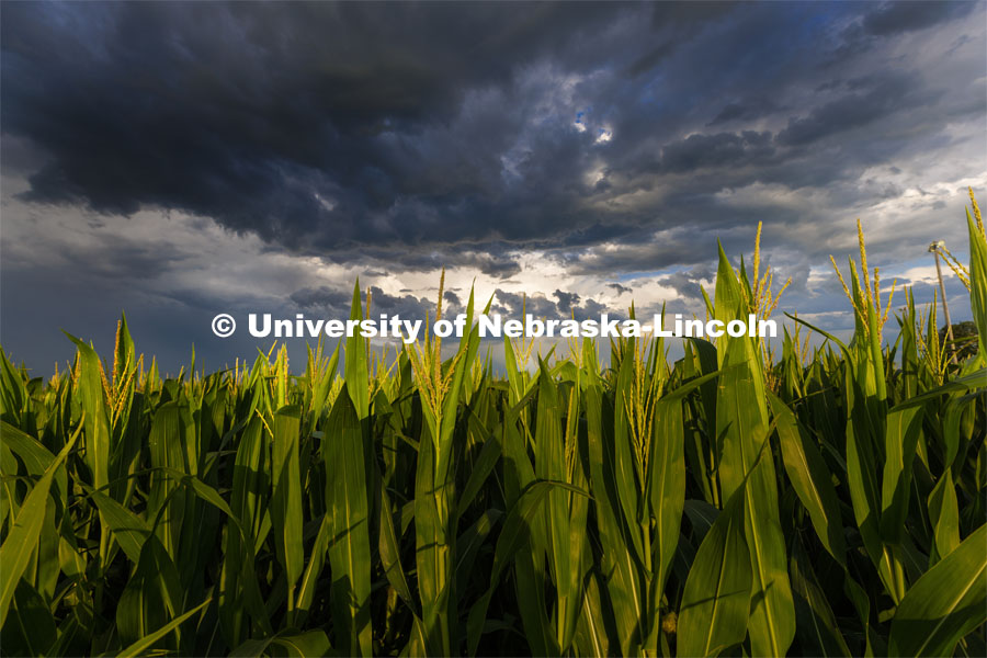 Corn tassels reach up to a story sky in southern Lancaster County. July 14, 2022. Photo by Craig Chandler / University Communication.