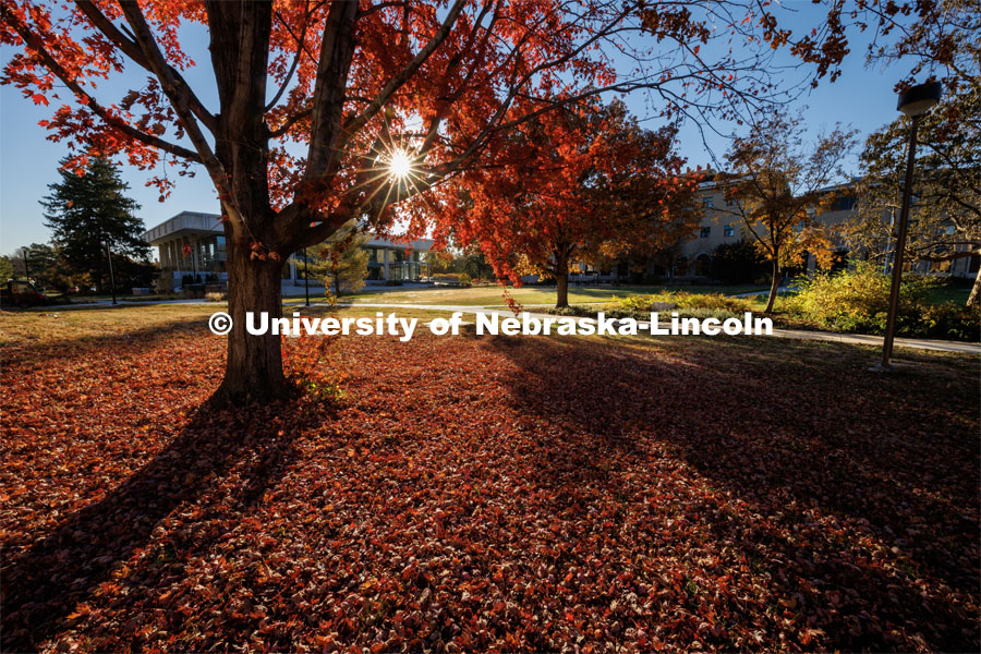 Fall on east campus. November 1, 2022. Photo by Craig Chandler / University Communication.