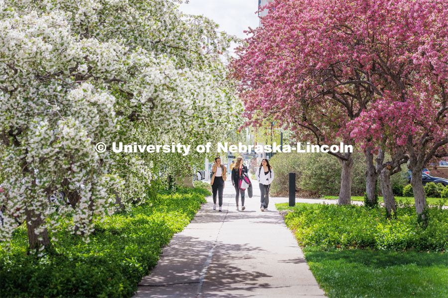 Kaitryn Moody, left, Sydney Christie and Natalie Reneria walk through the blooming trees next to Canfield Administration building. April 20, 2023. Photo by Craig Chandler / University Communication.