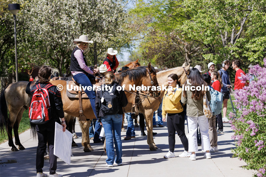 Students gather around rodeo club members and their horses on City Campus. Students in Rob Simon’s capstone marketing course held a promotional event for the UNL rodeo on the west side of the Union on City Campus. The class developed a marketing strategy for the Rodeo Club to help promote their upcoming rodeo. Seven horses and multiple club members were on city campus for students to meet, get close to and have their photos taken. May 1, 2023. Photo by Craig Chandler / University Communication.