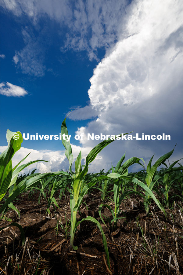 A line of thunderstorms builds up behind new corn awaiting the rain. June 2, 2023. Photo by Craig Chandler / University Communication. 