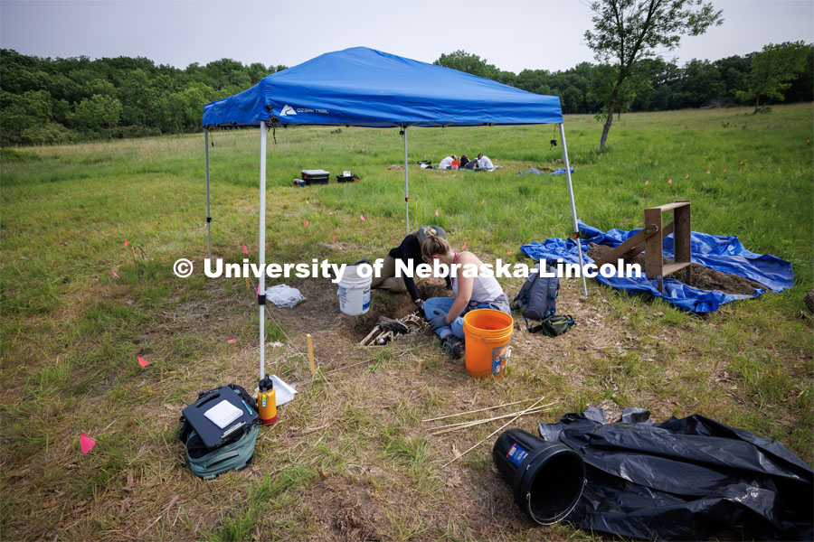 Two groups of students excavate a plastic skeleton representing an apparent crime victim at a forensic anthropology site. LuAnn Wandsnider is leading anthropology and forensic anthropology digs at the Reller Prairie in southwest Lancaster County. June 9, 2023. Photo by Craig Chandler / University Communication.