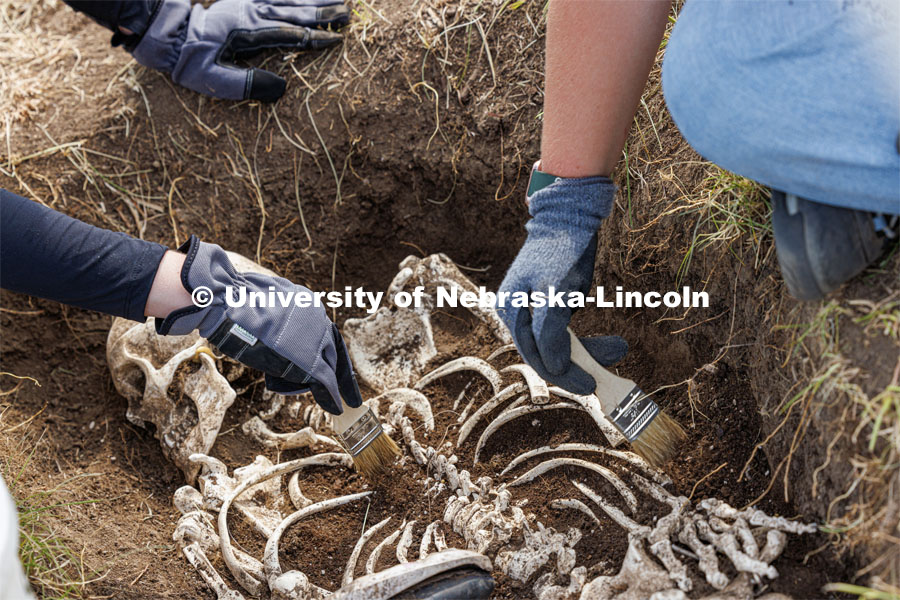 Soil is carefully brushed from a plastic skeleton representing an apparent crime victim at a forensic anthropology site. LuAnn Wandsnider is leading anthropology and forensic anthropology digs at the Reller Prairie in southwest Lancaster County. June 9, 2023. Photo by Craig Chandler / University Communication.