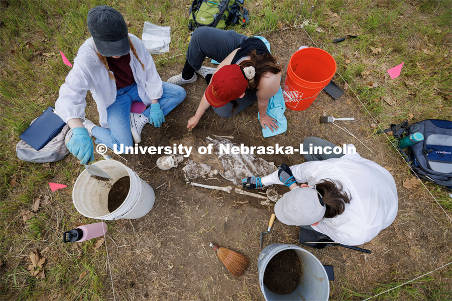 Sophia Huss, Tori Markwell and Zoe Durand work to excavate a plastic skeleton representing an apparent crime victim at a forensic anthropology site. LuAnn Wandsnider is leading anthropology and forensic anthropology digs at the Reller Prairie in southwest Lancaster County. June 9, 2023. Photo by Craig Chandler / University Communication.