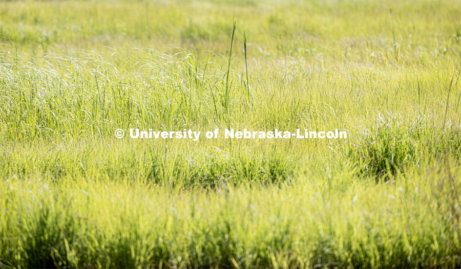 Bluestem and switchgrass field is part of the east campus prairie. July 12, 2023. Photo by Craig Chandler / University Communication.