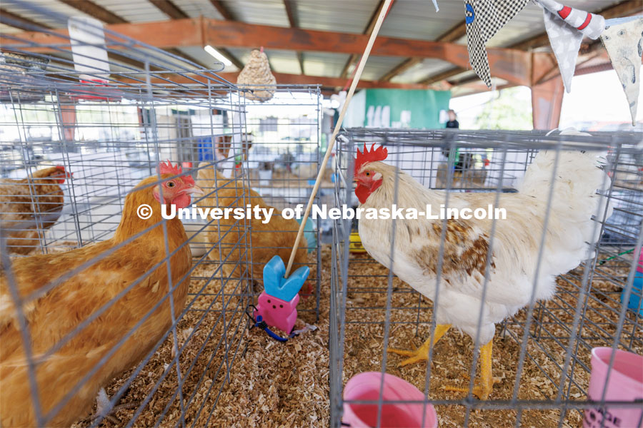 Staring contest amongst the caged chickens at the 4H/FFA Beef Show at the Gage County Fair and Expo in Beatrice. July 28, 2023. Photo by Craig Chandler / University Communication.