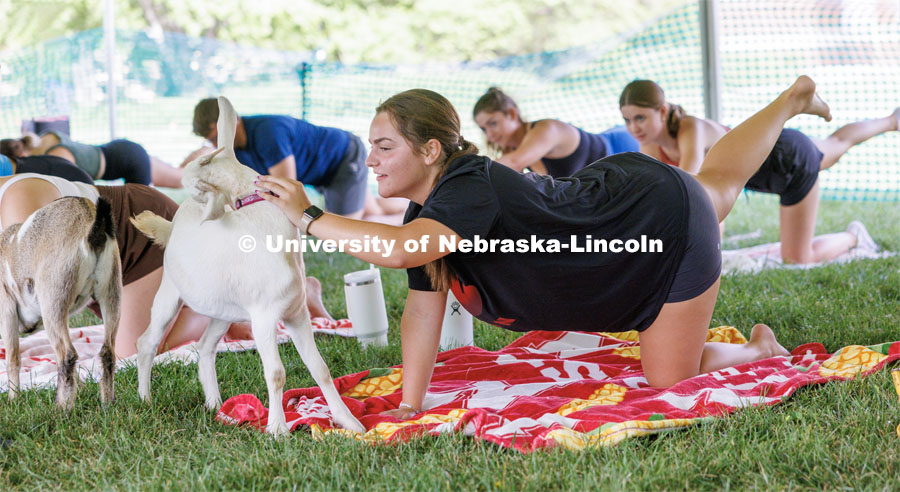 G.O.A.Y. In the greatest of all yoga, Kennedy Malo, a freshman from Lakeville, Minnesota, and a goat both stretch out during goat yoga. Wellness Fest in front of the Nebraska Union and on the green space. August 19, 2023. Photo by Craig Chandler / University Communication.