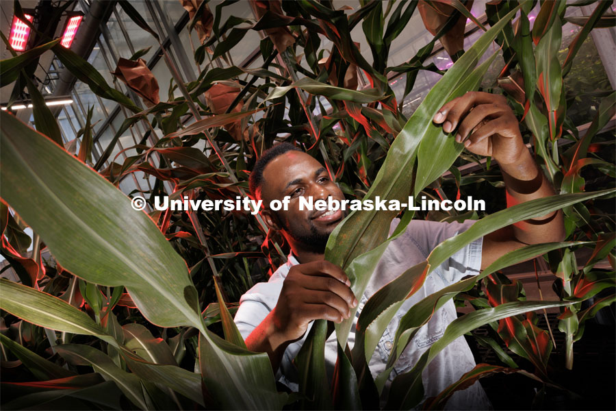 Michael Tross looks over a corn leaf growing in the Nebraska Innovation Greenhouse. Tross, a graduate student in Complex Biosystems and a member of James Schnable’s lab, spent the part of his spring and summer as an intern at Google's X labs working with artificial intelligence and agriculture. August 22, 2023. Photo by Craig Chandler / University Communication.