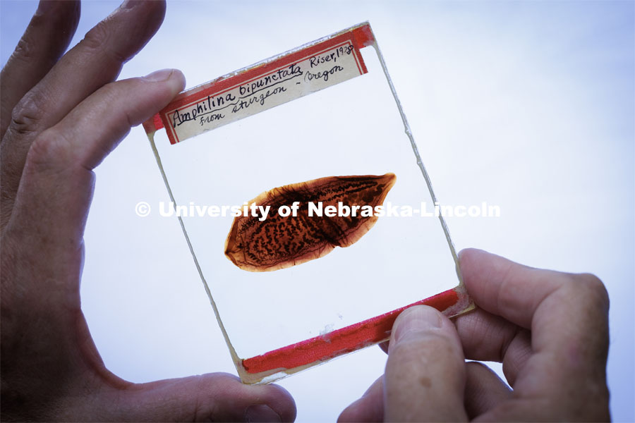 A 1928 Amphilina Bipunctata trematoad sample from an Oregon sturgeon is held up to a light. Scott Gardner works with samples in his lab. He has several NSF-funded One Health projects related to parasitology. Photo used for 2022-2023 Annual Report on Research at Nebraska. September 6, 2023. Photo by Craig Chandler / University Communication.