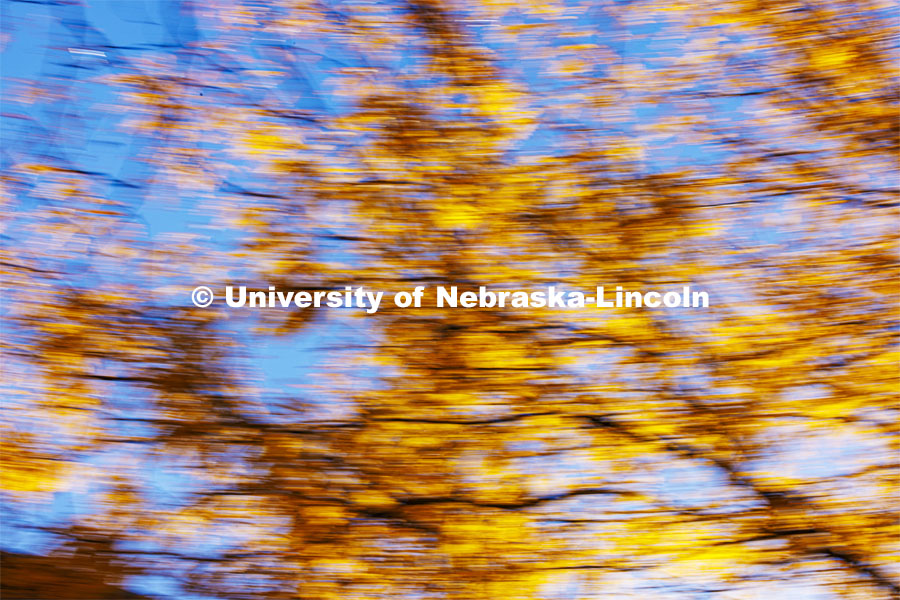 Fall leaves cover the trees on City Campus. Fall on city campus. October 24, 2023. Photo by Craig Chandler / University Communication.