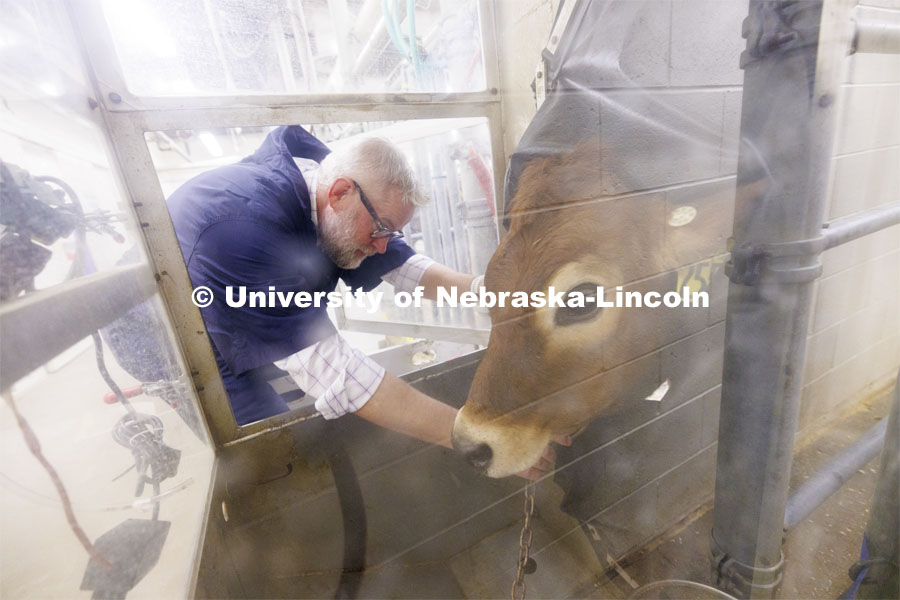 Paul Kononoff, Professor of Animal Science, hooks up Lila, a 10-month-old jersey cow, in the portable booth, where her breath will be measured and sampled to determine the amount of methane produced by the animal. To measure the gas, a cow is surrounded by a phone-booth like structure where the cow eats and drinks as the air is collected and sampled. December 15, 2023. Photo by Craig Chandler / University Communication and Marketing.