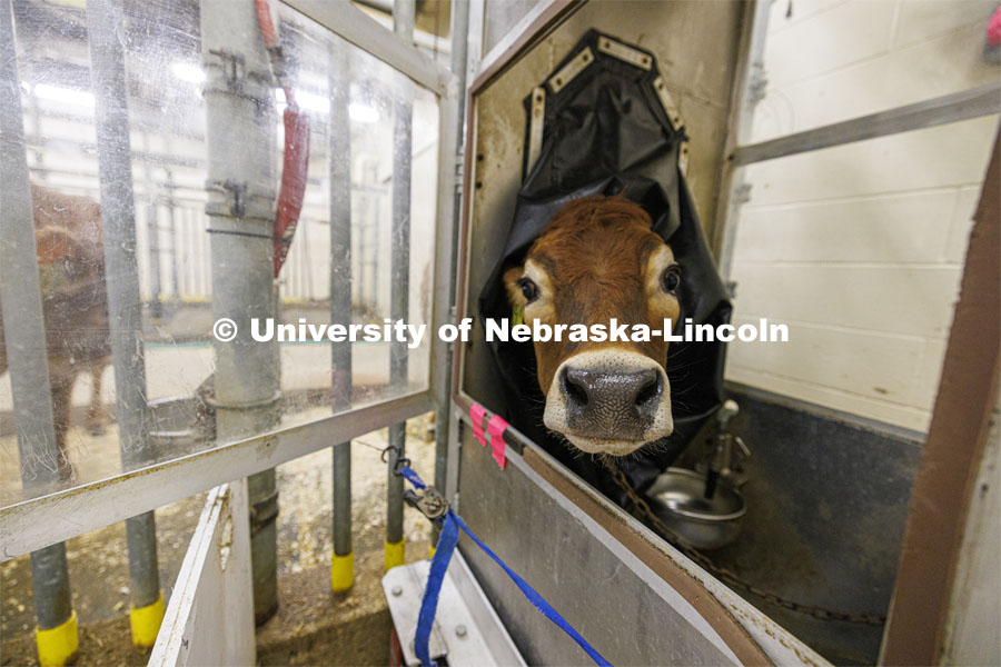 Lila, a 10-month-old jersey cow, sticks her nose out from the portable booth where her breath will be measured and sampled. Paul Kononoff is measuring methane gas produced by cattle. To measure the gas, a cow is surrounded by a phone-booth like structure where the cow eats and drinks as the air is collected and sampled. December 15, 2023. Photo by Craig Chandler / University Communication and Marketing.
