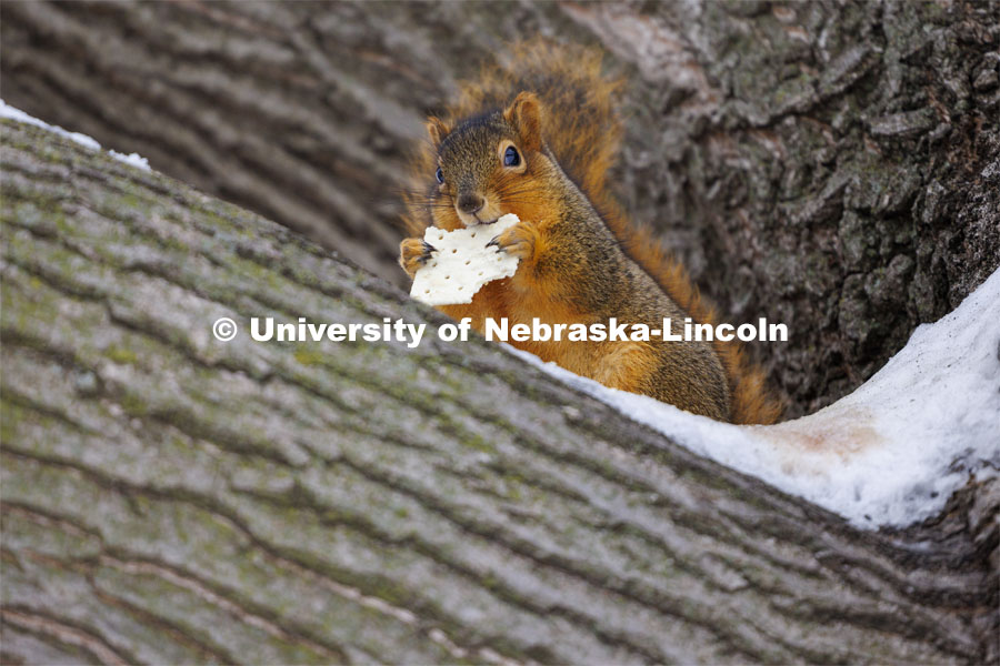 A University squirrel nibbles on a cracker while nestled in a nook on a snow covered tree branch. January 22, 2024. Photo by Craig Chandler / University Communication and Marketing.