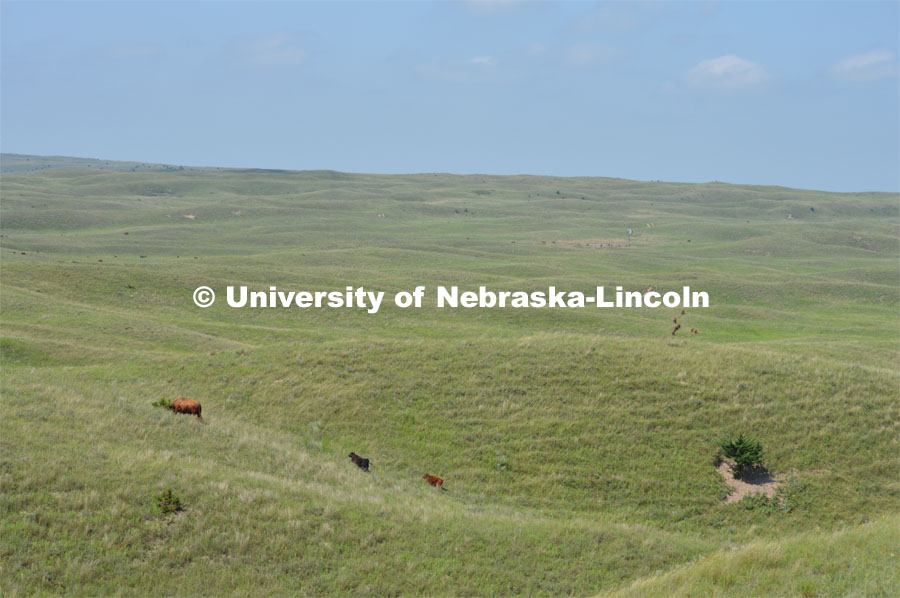 Cattle and livestock on the Diamond Bar Ranch north of Stapleton, NE, in the Nebraska Sandhills. Jun
