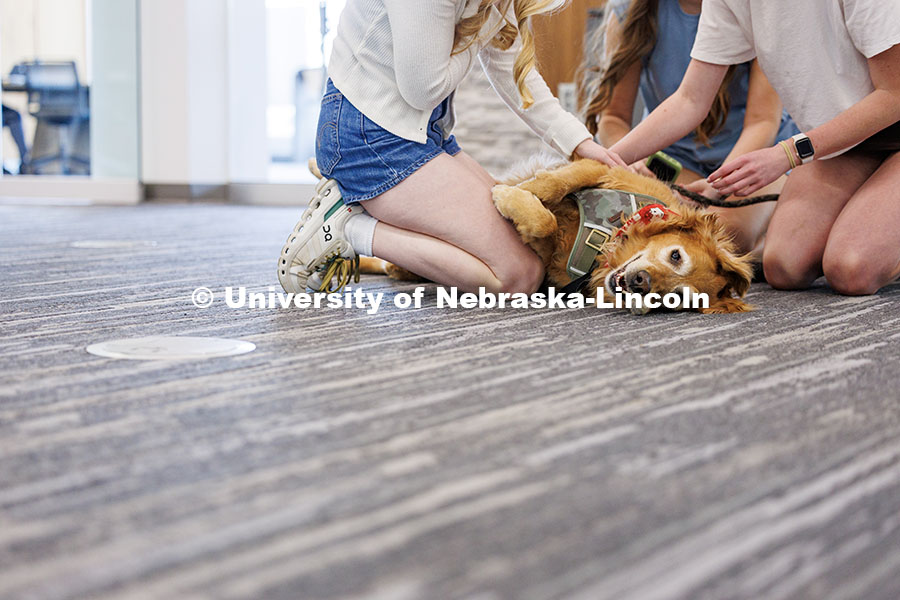 250507_Big_Red_Pawp_Up_115.jpg Remy the Golden Retriever, gets pet during the Big Red Pawp Up in the Dinsdale Family Learning Commo