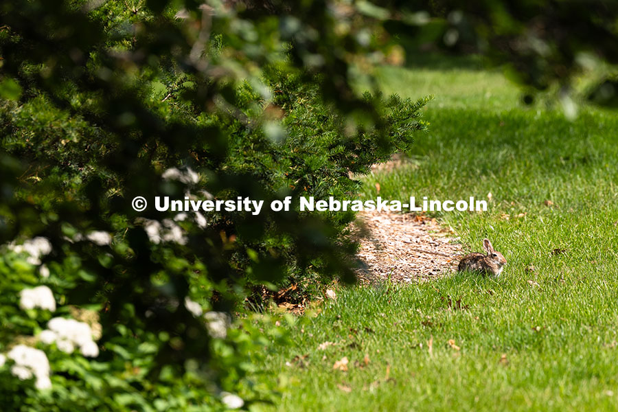 250523_City_Campus_9229.jpg A cottontail rabbit lounges in the sun on the lawn east of Hamilton Hall. Spring on City Campus. May