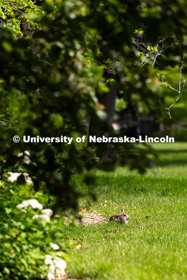 250523_City_Campus_9232.jpg A cottontail rabbit lounges in the sun on the lawn east of Hamilton Hall. Spring on City Campus. May