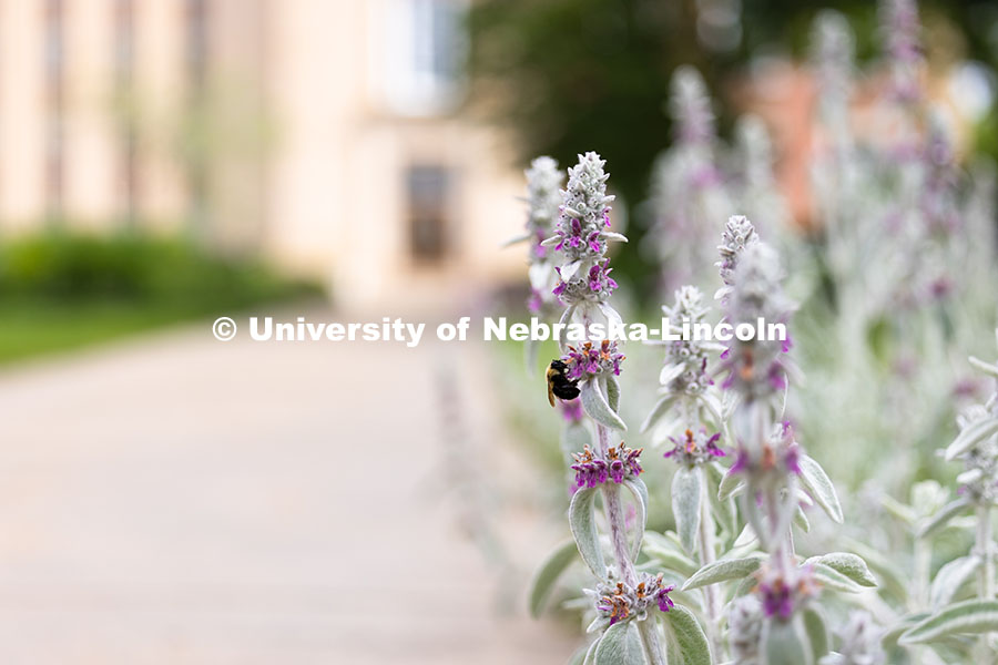 250523_City_Campus_9237.jpg A bumblebee pauses to gather nectar from a lamb's ear plant outside of Love Library on a sunny day.