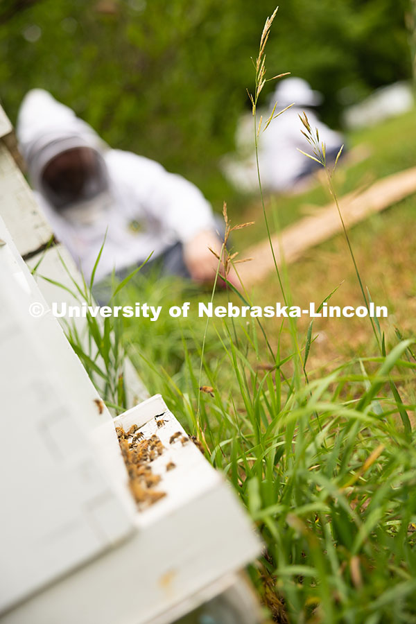 250624_Bee_Yoga_0824.jpg Honeybees circle in and out of a hive during the bee wellness and yoga event. The University of Nebr
