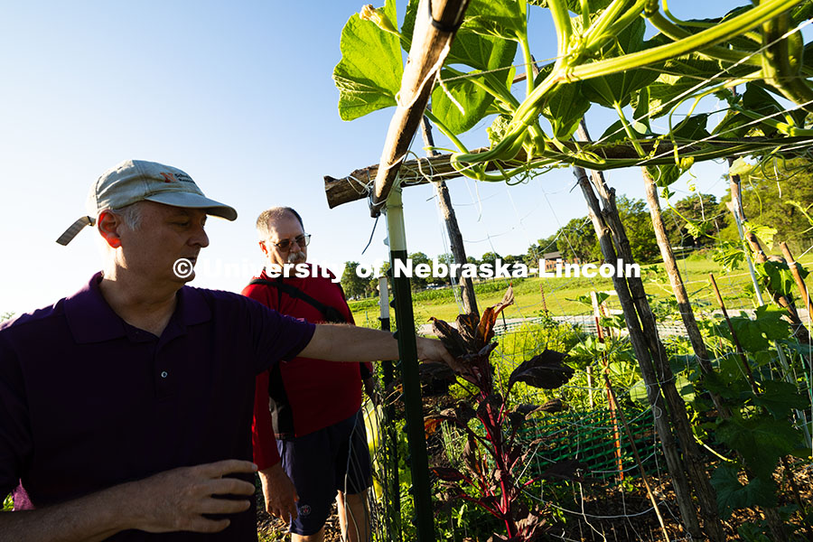 250701_Community_Garden_2386.jpg Bill Sorensen gestures at a stalk of amaranth, which produces edible leaves and seeds, or can remain