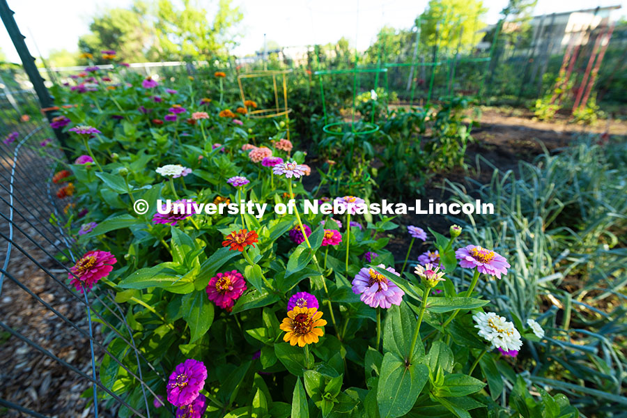 250701_Community_Garden_2450.jpg A plot in the East Campus Community Gardens has colorful zinnias planted along one side. Gardeners f