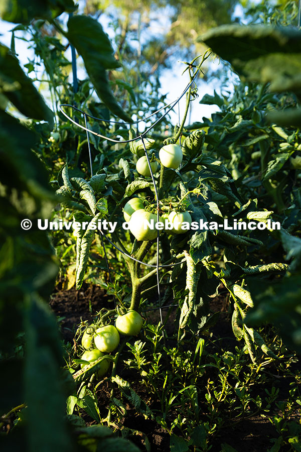 250701_Community_Garden_2456.jpg Unripe tomatoes hang off a vine in a plot in the East Campus Community Gardens. The gardens first st