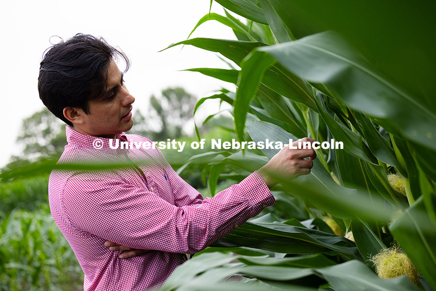 Vladimir Torres-Rodriguez, a research assistant professor in agronomy and horticulture, checks on co