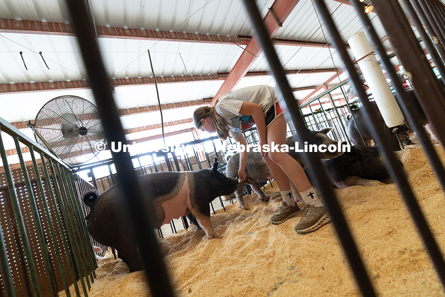 Aliyah Beach, 11, gives a marshmallow to one of her pigs, Poppy, during livestock entry day at the O