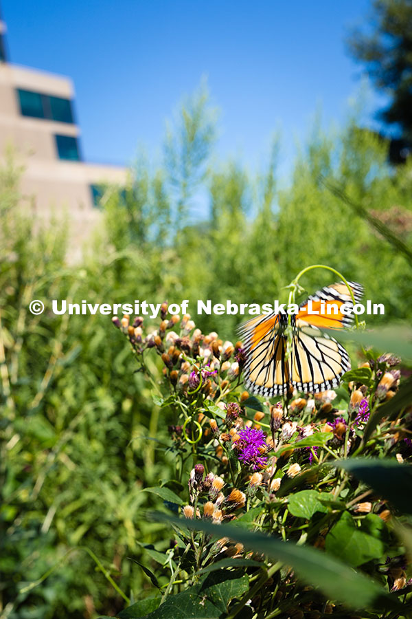 250813_City_Campus_3485.jpg A butterfly takes off from a flower in front of the Lied Center for Performing Arts on City Campus.