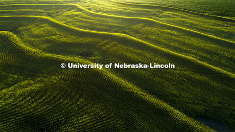 Aerial view of corn field south of Bennet, NE. August 13, 2019. 