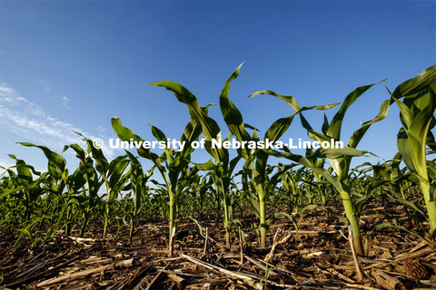 Corn grows in a field north of Adams, Nebraska. June 9, 2020. 