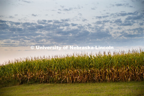 Corn fields are drying down in southeast Lancaster County. August 28, 2020. 