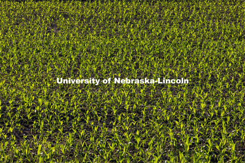 New corn is highlighted by the morning sun in northeast Gage County. June 3, 2021. 
