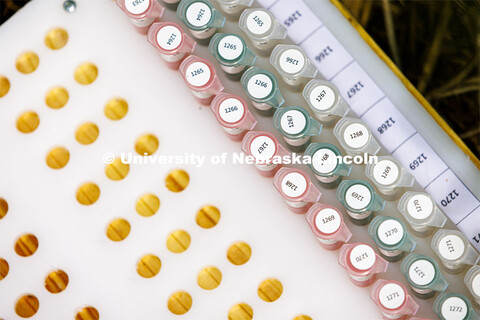 Corn samples. James Schnabel’s crew works their way through a field phenotyping corn plant DNA. Ja