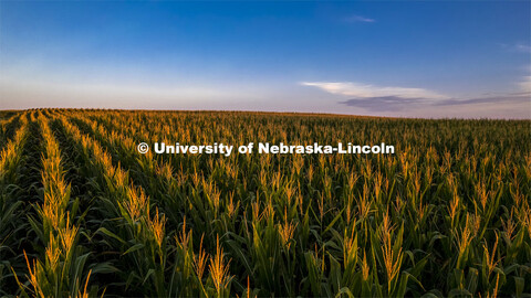 Sunrise over a corn field south of Bennet, Nebraska. August 18, 2022. 