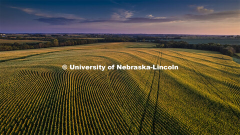 Sunrise over a corn field south of Bennet, Nebraska. August 18, 2022. 